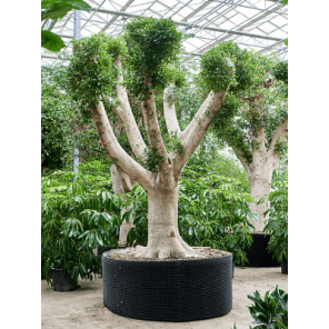 Ficus nitida vertakt.png