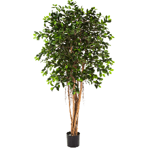 Ficus retusa PNG.png