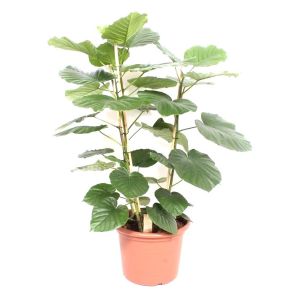 Ficus umballata fleur.nl.jpg