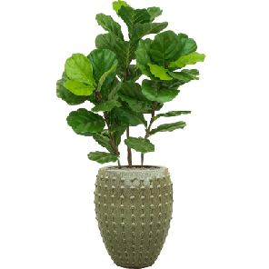 Fiddle Tree groen 1.png