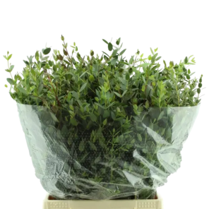 Fijne eucalyptus.png