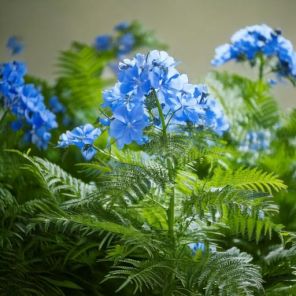 Firefly Caryopteris clandonensis 'Grand Blue' plant 45014.jpg
