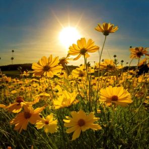 Firefly Coreopsis grand. 'Sunray' foto 50626.jpg