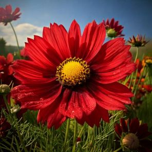 Firefly Coreopsis vert. 'Ruby Red' foto 34108.jpg