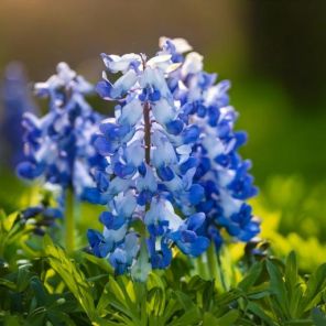 Firefly Corydalis 'Porcelain Blue' bloem 88180.jpg
