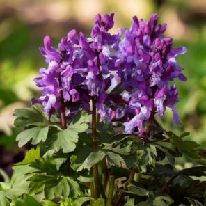 Firefly Corydalis flexuosa 'Purple Leaf' 79100.jpg