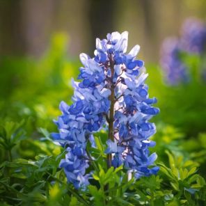 Firefly Corydalis flexuosa blauwe helmbloem 24747.jpg