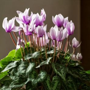 Firefly Cyclamen coum 'Album 6590.jpg