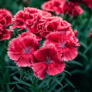 Firefly Dianthus (P) 'Heidi' zachtrood gekleurd in de tuin kleine bloemetjes 95802.jpg