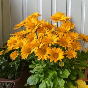 Firefly Doronicum orientale 'Magnificum' 36348.jpg