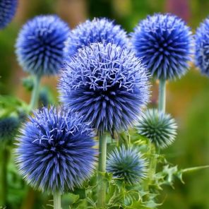 Firefly Echinops bannaticus 'Blue Globe' meerdere bloemen 66977.jpg