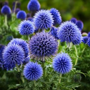 Firefly Echinops ritro 'Veitch's Blue' meerdere bloemen paars 94598.jpg