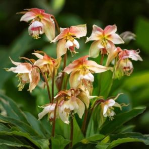 Firefly Epimedium warl. 'Ellen Willmott' in de natuur, meerdere bloemen 64862.jpg