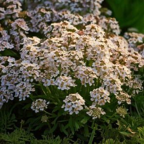 Firefly Iberis sempervirens 'Masterpiece' plant in de tuin bloemen 61296.jpg