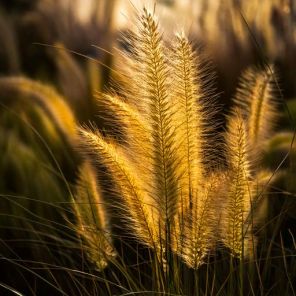 Firefly Pennisetum al. 'Japonicum' in de achtertuin 87541.jpg