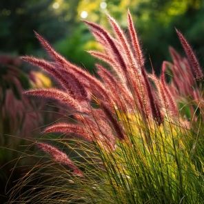 Firefly Pennisetum al. 'Red Head' in de achtertuin 26822.jpg