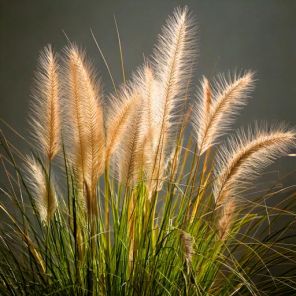 Firefly Pennisetum alopecuroides 'Reborn' 66482.jpg