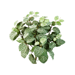 fittonia-bush-kunstplant_e2af9f.png