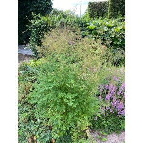 flavum glaucum.jpg