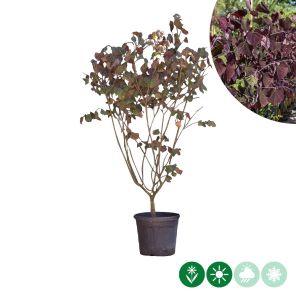 forest meerstammig.jpg