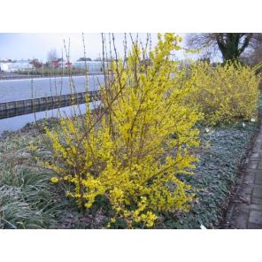 forsythia.jpg