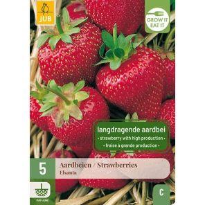 Fragaria Elsanta.jpg