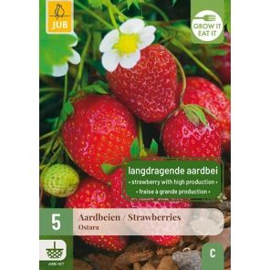 Fragaria Ostara.jpg