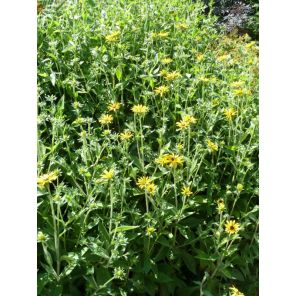 fulgida deamii.jpg