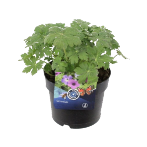 geranium-czakor.png
