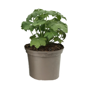 geranium-ingwersens-variety.png