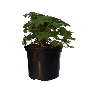 geranium-macrorrhizum-spessart.png