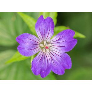 geranium-nodosum-sfeer_47b8e3.jpg