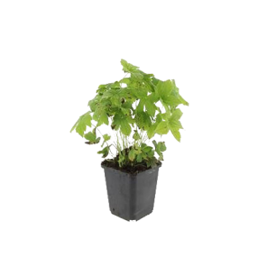 geranium-nodosum.png