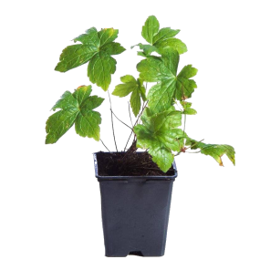 geranium-oxonianum-claridge-druce.png