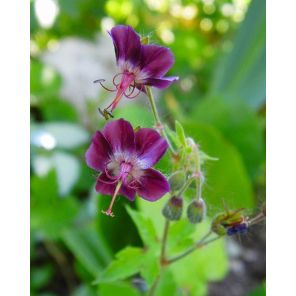 geranium-phaeum-sfeer_ab6781.jpg