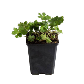 geranium-phaeum.png