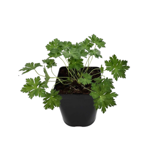 geranium-rozanne-.png