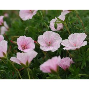 geranium-sanguineum-var-striatum-sfeer_f513fc.jpg