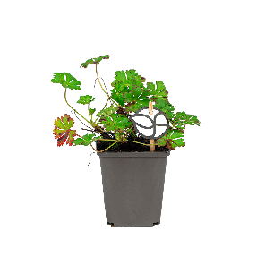 Geranium Cantabrigiense 'Biokovo' 1(2).png