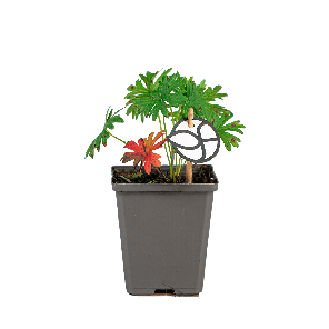 Geranium Sanguineum 1(2).png