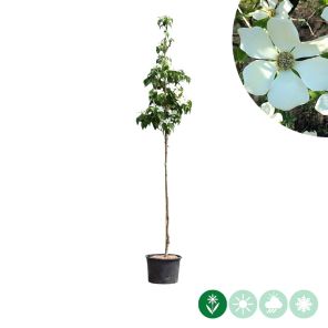 get-image-thumbnail (27).jpg