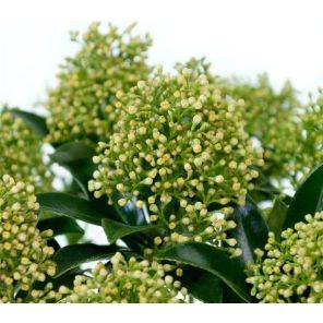 get-image-thumbnail (74).jpg