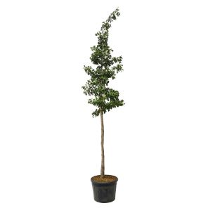 ginkgo-biloba_c6c570.jpg