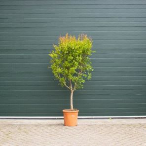 granaatappelboom_82b6a3.jpg