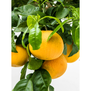 grapefruit 2.png