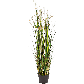 Grass Coral Cream PNG.png
