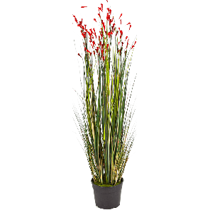 Grass Coral red PNG.png