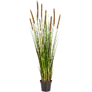 Grass foxtail Oraning Brown PNG.png