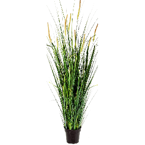 Grass Foxtail PNG.png