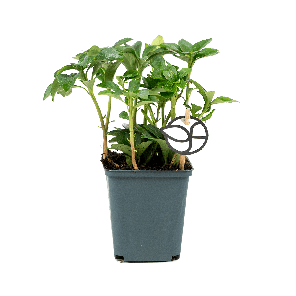 green-sheen-pachysandra.png
